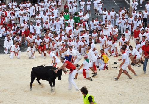 Courses de Vaches